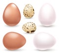 Set of realistic eggs on white background. Easter collection. Vector illustration.