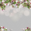Set of realistic flowering branches, apple tree Royalty Free Stock Photo