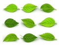Set of Realistic Green Leaves Collection