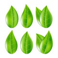 Set of Realistic Green Leaves Collection. Vector Illustration