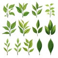 Set of realistic green tea leaves and sprouts isolated on white background. Sprig of green tea, tea leaf.