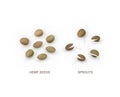 Set of realistic hemp seeds and sprouts. Vector illustration isolated on white background.