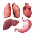 Set of realistic human internal organs - lungs, liver, heart, stomach. Vector illustration of different anatomical body parts