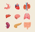 Set realistic human organs. Anatomy body, biology, structure internal organs. Royalty Free Stock Photo