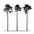 Set Realistic illustration of tall coniferous pine trees. Isolated on white background, vector