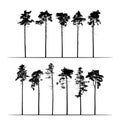 Set Realistic illustration of tall coniferous pine trees. Isolated on white background, vector Royalty Free Stock Photo