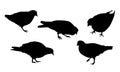 Set of realistic illustrations of silhouette walking and pecking pigeon, isolated