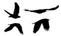 Set of realistic illustrations of silhouettes of flying birds of prey isolated Royalty Free Stock Photo