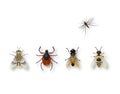 Set of realistic insects bloodsuckers and wasps isolated on white background.