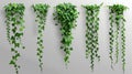 This set of realistic ivy vines hangs from a wall on a transparent background. Modern illustration of a Hedera plant Royalty Free Stock Photo