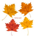 Set of realistic maple leaves isolated on a white background. Royalty Free Stock Photo