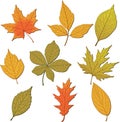 Set of realistic maple leaves Vector illustration. Icon graphic design Autumn maple Leaf for the design of greeting cards Royalty Free Stock Photo