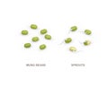 Set of realistic mung beans and sprouts . Vector illustration isolated on white background.