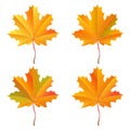 Set of realistic orange maple leaves. Autumn vector illustration Royalty Free Stock Photo