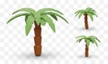 Set of realistic palm trees with coconuts. 3D icons of palmae from different sides Royalty Free Stock Photo