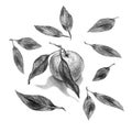 Set of realistic pencil sketch drawing of orange, mandarin with leaves,