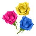 Set of realistic roses on a white background, isolated roses on a white background of pink, blue and yellow colors