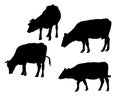 Set of realistic silhouettes of cow, isolated on white backgroun Royalty Free Stock Photo