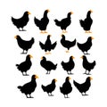 Set Realistic Silhouettes Of Hens Isolated Vector On A White Background Stock Illustration