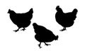 Set realistic silhouettes of three hens or chickens, pecking and walking, vector Royalty Free Stock Photo