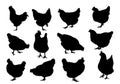 Set realistic silhouettes of three hens or chickens, pecking and walking, vector Royalty Free Stock Photo