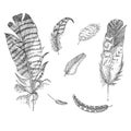 Set Realistic sketch of bird Feather on isolated background. Detailed ink Line pen Clip Art, Black and White Boho Royalty Free Stock Photo