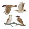 Set of realistic sparrows flying and sitting on branch. Vector illustration of little birds sparrows in hand drawn