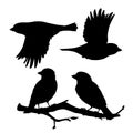 Set of realistic sparrows sitting and flying. Monochrome vector illustration of black silhouettes of little birds Royalty Free Stock Photo