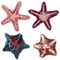 Set of realistic starfishes for design