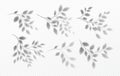 Set of Realistic transparent shadow of a tree branch with leaves isolated on a transparent background. Vector Royalty Free Stock Photo