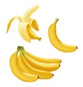 Set of realistic vector banana, branch of bananas, Half Peeled and single banana isolated on white