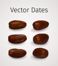 Set of Realistic Vector Dates Fruit