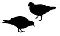 Set of realistic vector illustrations of silhouette walking and pecking pigeon, isolated