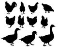 Set of realistic vector silhouettes blind, and geese, isola