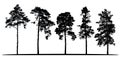 Set of realistic vector silhouettes of coniferous trees - isolated Royalty Free Stock Photo