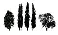 Set of realistic vector silhouettes of deciduous trees Royalty Free Stock Photo