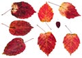 set of red autumn leaves of alder tree isolated