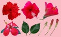 Red Chinese Hibiscus, China rose, Hawaiian hibiscus flower Royalty Free Stock Photo