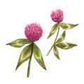 Set of red clover flowers with leaves Royalty Free Stock Photo