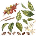 Set of Red coffee arabica beans on branch with flowers isolated, watercolor illustration.