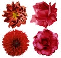 Set red flowers. Bright flowers roses and dahlia on a white isolated background with clipping path. Closeup. no shadows. Royalty Free Stock Photo