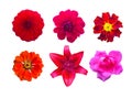 Set of red garden flowers isolated. marigold, Dahlir . Lily and