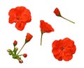 Set of red geranium flowers Royalty Free Stock Photo