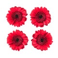 Set of red gerbera daisy flowers isolated on white. Royalty Free Stock Photo