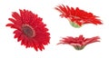 Set of red gerbera flowers isolated on white background Royalty Free Stock Photo