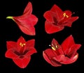 Set red Gippeastrum. Flowers on a black isolated background with clipping path. Closeup. no shadows. For design.