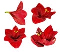 Set red Gippeastrum. Flowers on a white isolated background with clipping path. Closeup. no shadows. For design.