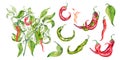 Set of red, green chili pepper bush watercolor illustration isolated on white background. Royalty Free Stock Photo