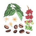 Set green coffee arabica branch, flowers. roasted beans, leaves isolated on white background. Watercolor llustration Royalty Free Stock Photo