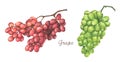 Set of red and green grapes. Watercolor illustration. Royalty Free Stock Photo